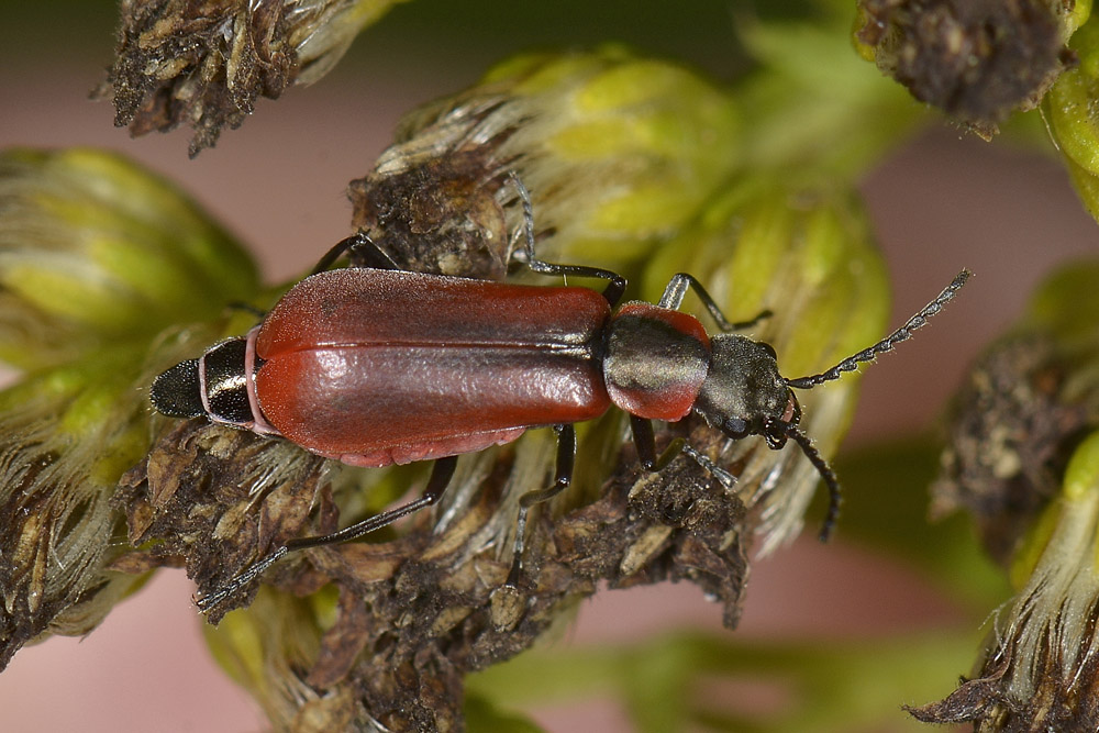 Anthocomus rufus - Malachiidae